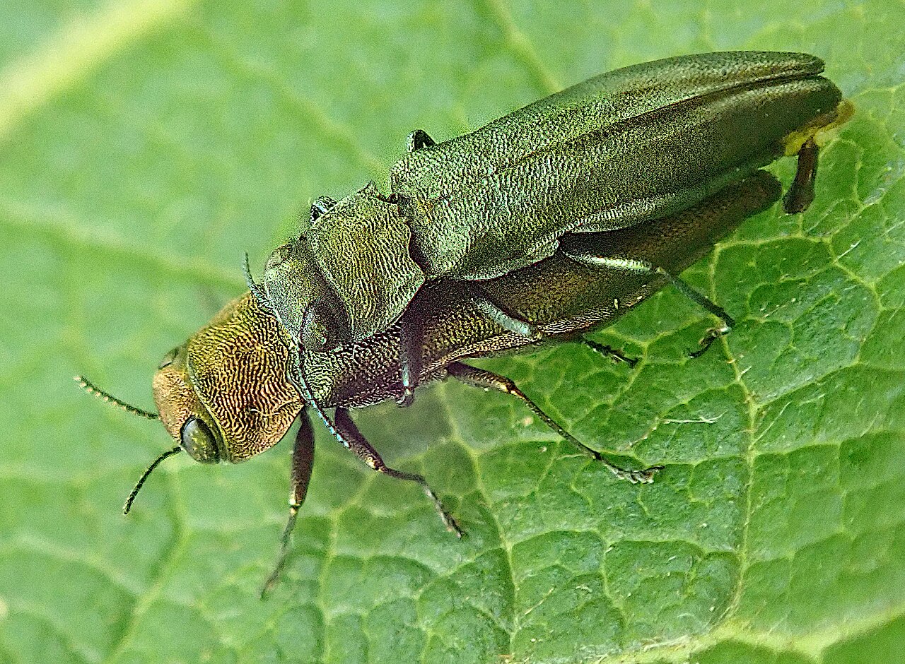 Buprestide rameato (Agrilus viridis) — coleotteri lucenti e metallici le cui larve scavano gallerie nel legno
