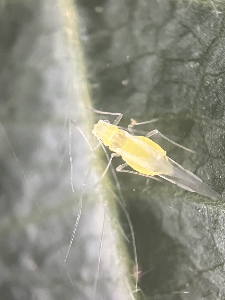 Afide verde della nocciola adulta (Myzocallis coryli) su una foglia di nocciolo