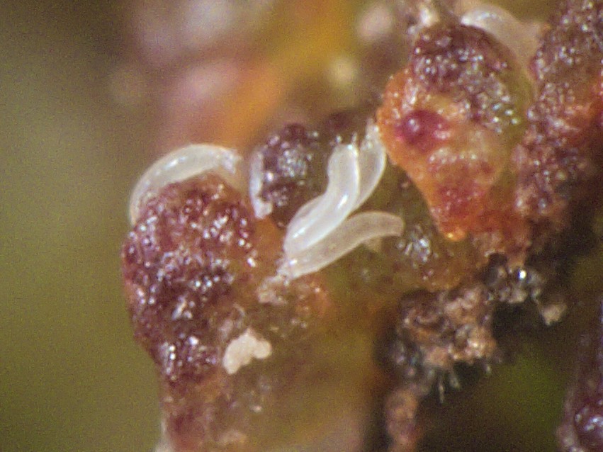 Immagine al microscopio dell'acaro del bottoncino della nocciola (*Phytoptus avellanae*)