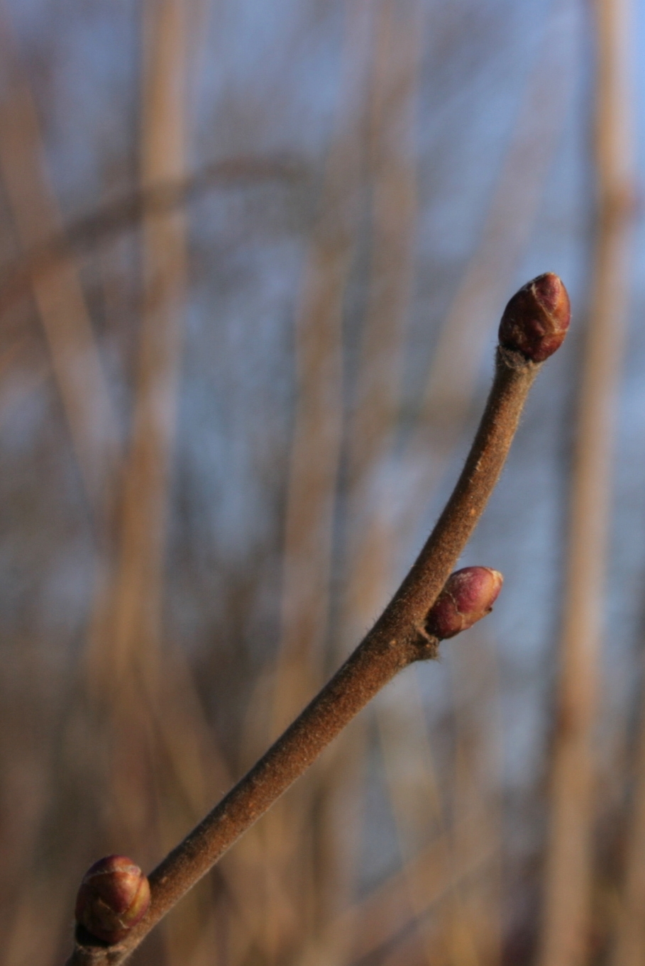 Sani boccioli fusiformi della nocciola (*Corylus avellana*) in inverno, per confronto