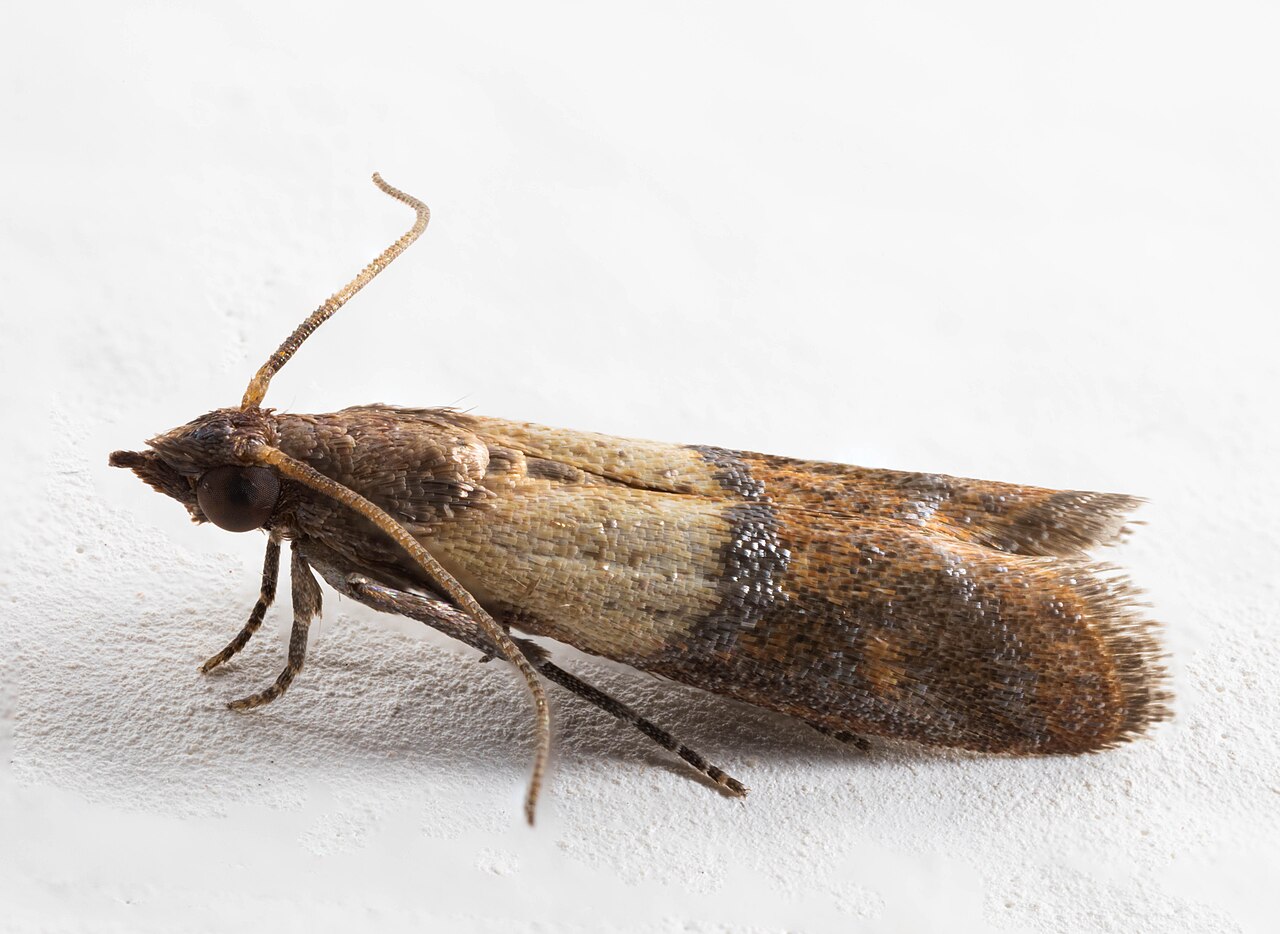 Tignola del grano adulta (Plodia interpunctella) con ali distintivamente bicolori