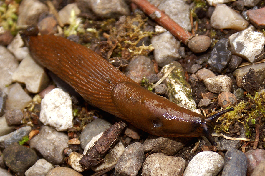 Lumaca nuda (Arion vulgaris) su tessuto vegetale