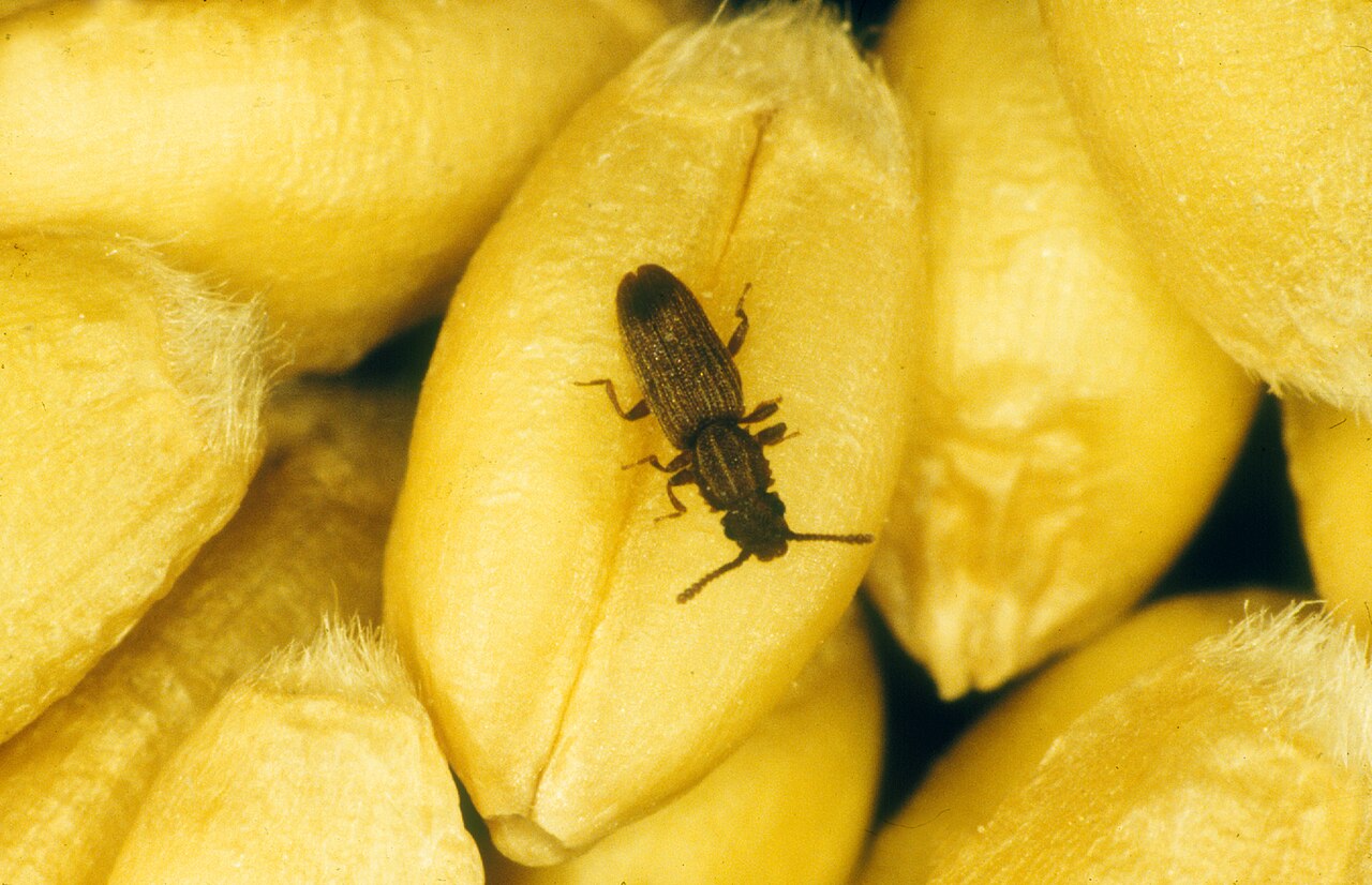 Scolytoide del grano (Oryzaephilus surinamensis), coleottero da magazzino