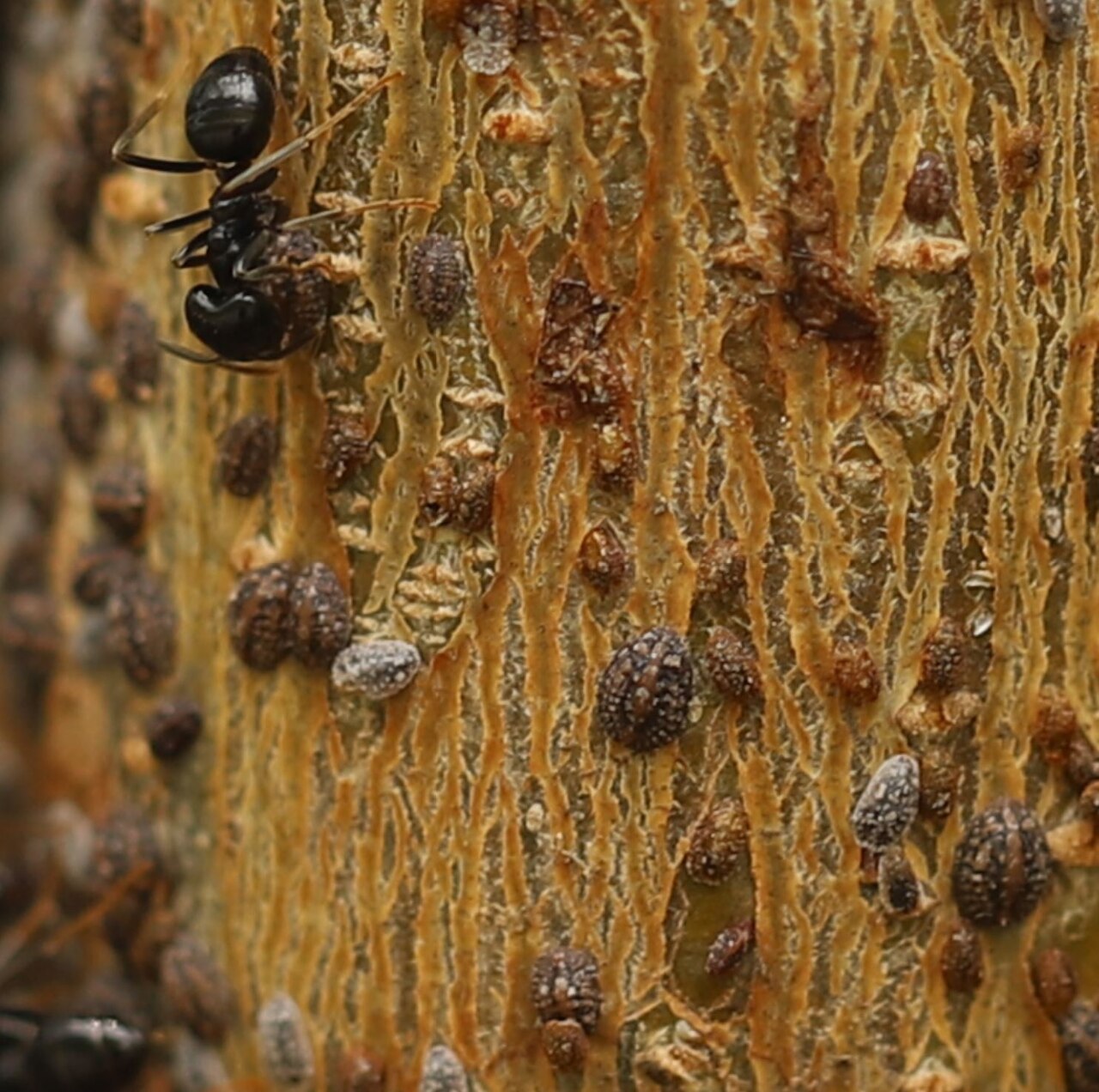 Coccinella Parthenolecanium corni — scudi semisferici marroni sul ramo