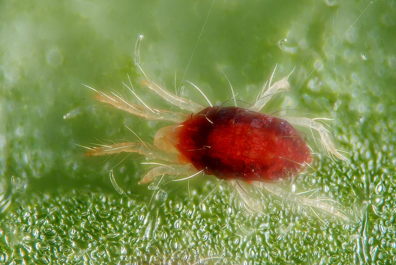 Ragnetto rosso comune (Tetranychus urticae) da vicino — esemplare adulto di colore rosso con striscia più scura