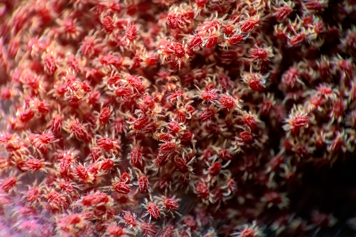Colonie di ragni rossi (Tetranychus urticae) con fine ragnatela sulla pianta