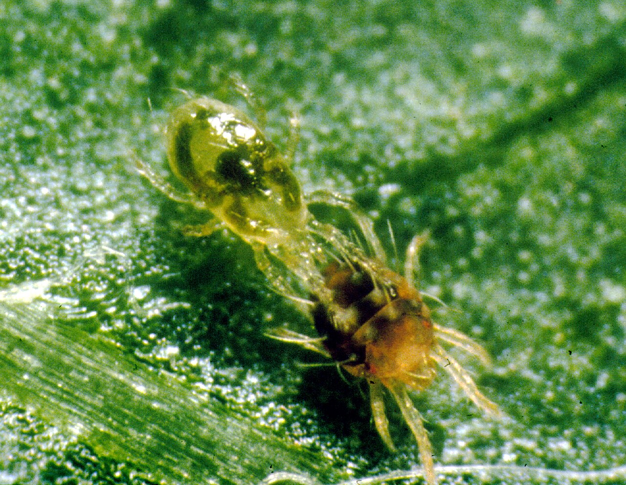 Acaro predatore che attacca il ragnetto rosso — controllo biologico