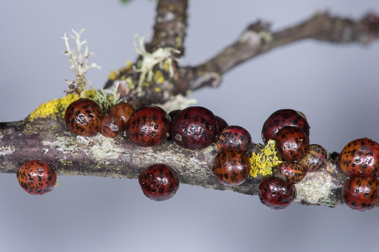 Cocciniglie su ramo di nocciolo