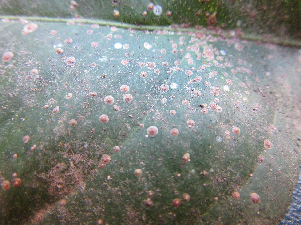 cocciniglie su foglia di nocciolo