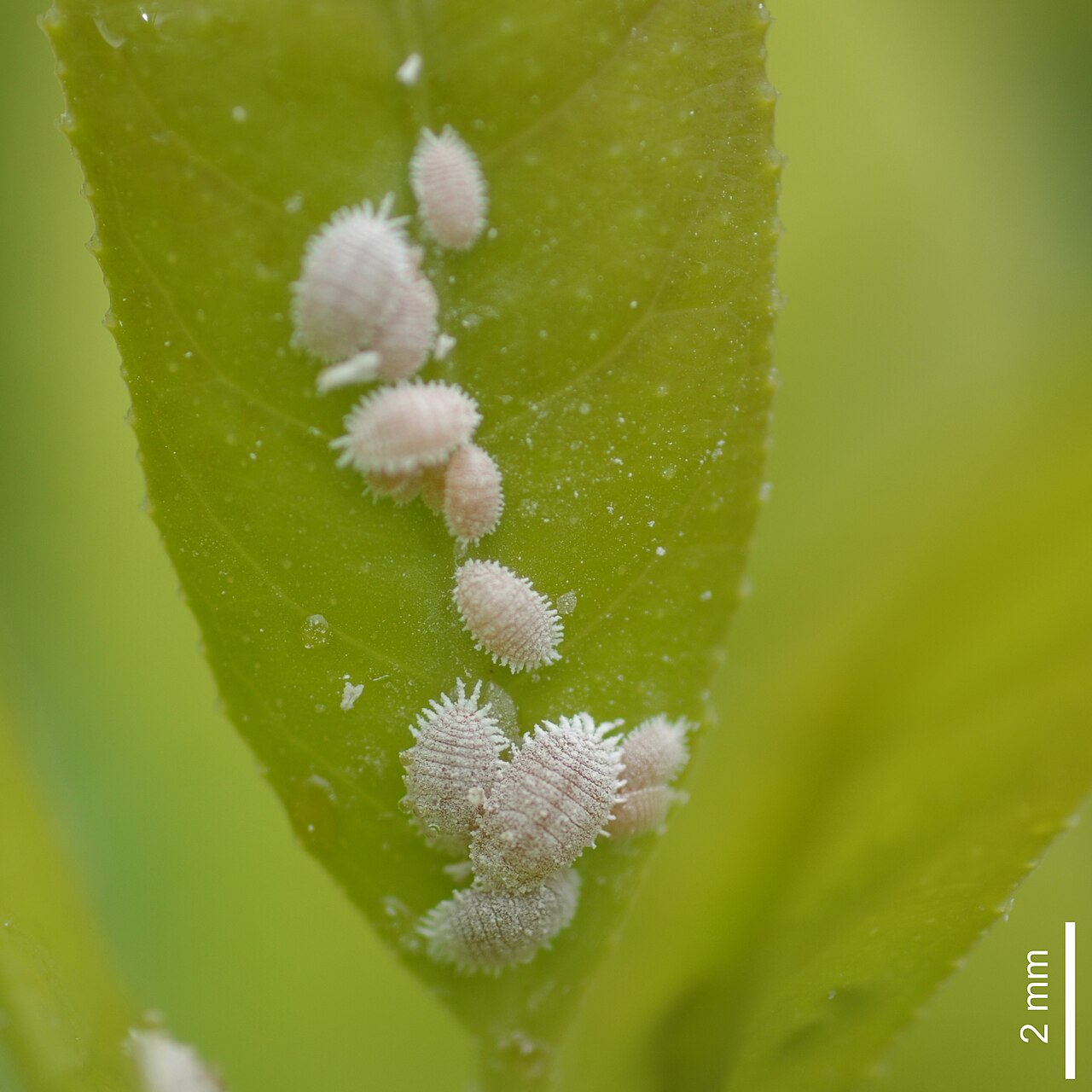 Cocciniglie su foglia