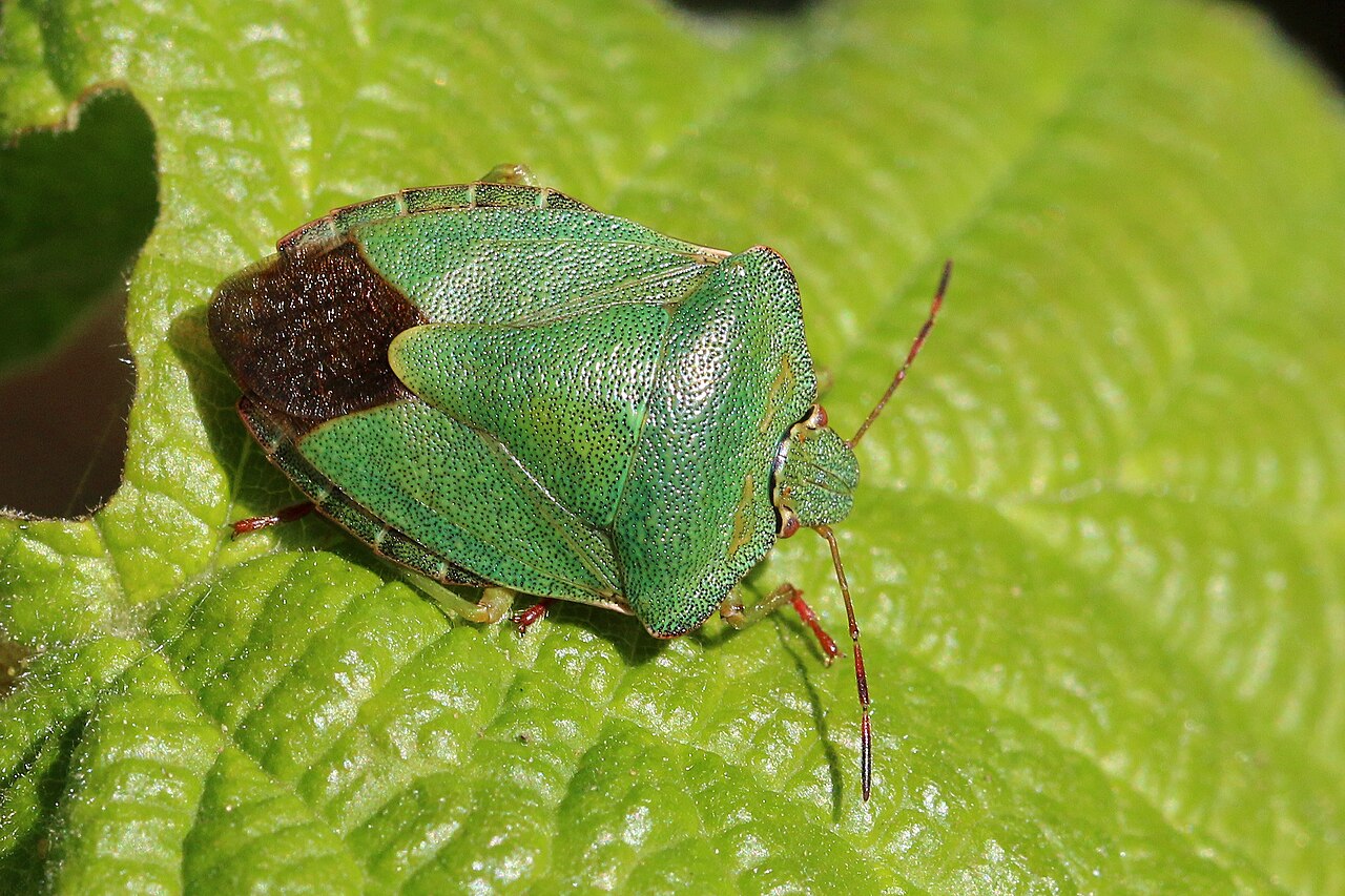 Cimice verde delle foglie (Palomena prasina)