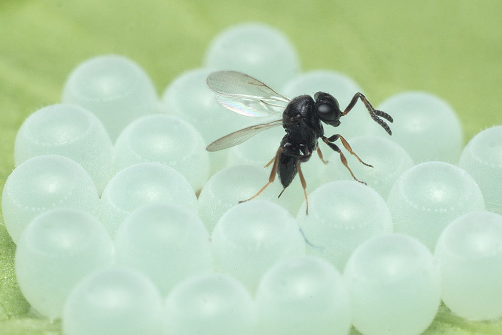 Vespa samurai (Trissolcus japonicus), parassitoide delle uova di cimice
