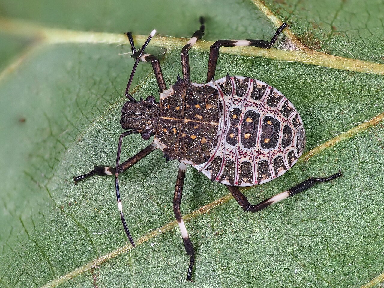 ninfa di cimice su foglia di nocciolo