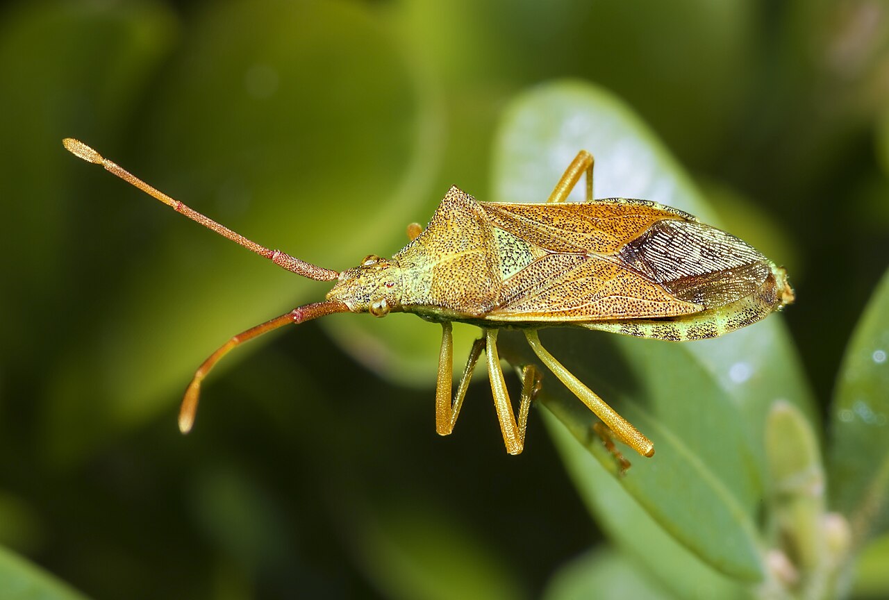 cimice su foglia di nocciolo