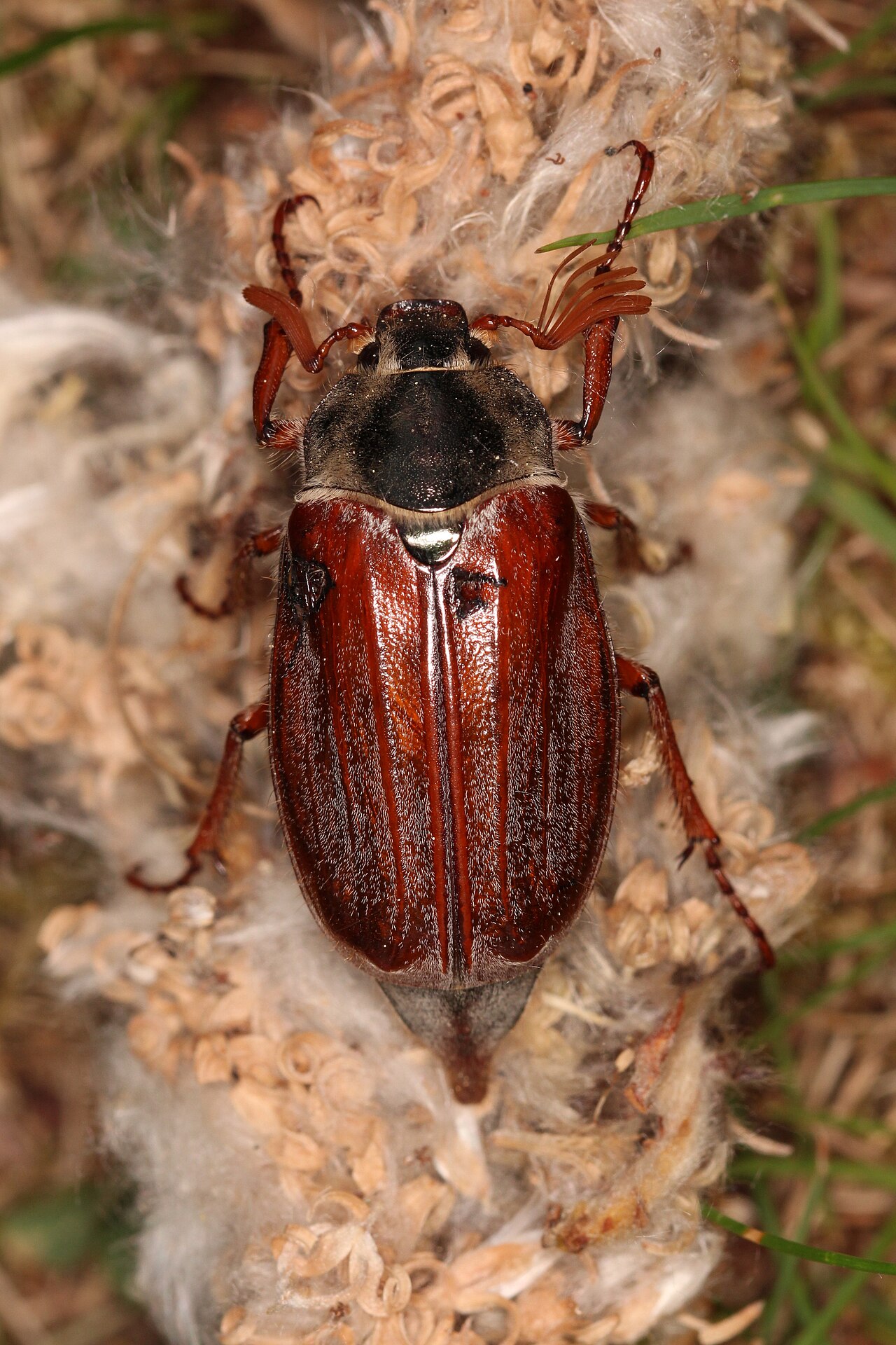 Scarabeo maggiolino comune adulto, Melolontha melolontha