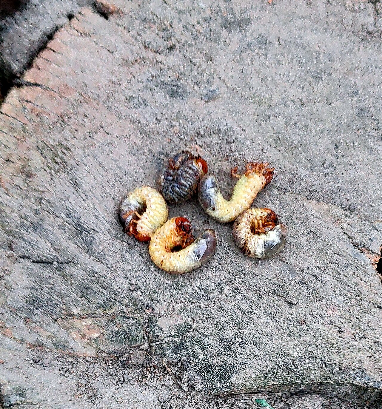 Larva (gruccia) dello scarabeo maggiolino piegata a forma di C