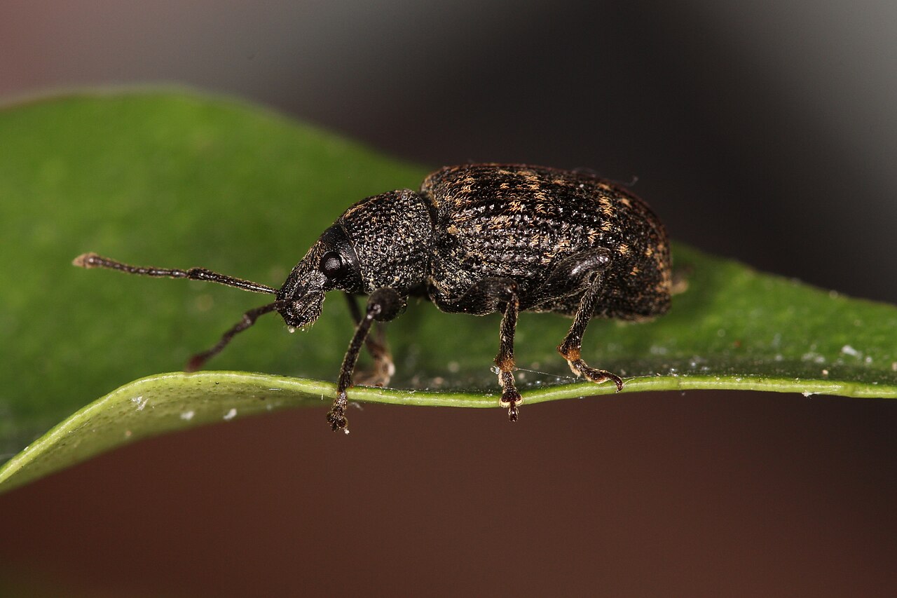 Verme della radice (nero) adulto, Otiorhynchus sulcatus