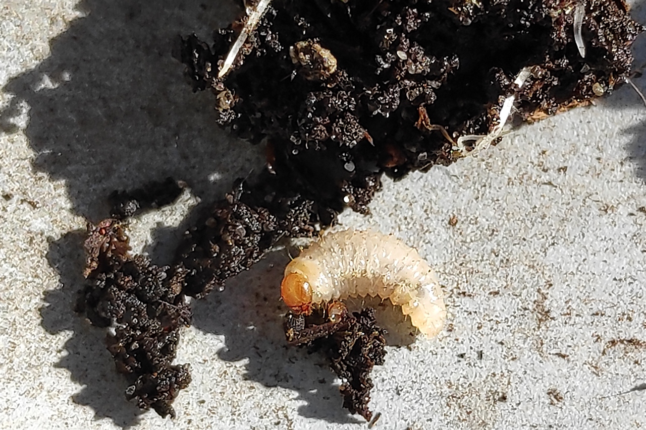 Larva del verme della radice (Otiorhynchus sulcatus) nel suolo