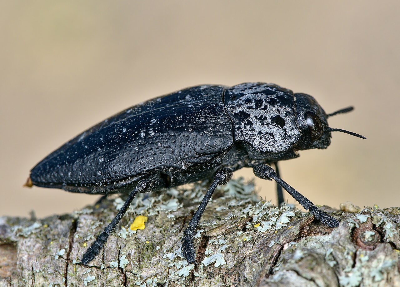 Coleottero adulto delle radici, Capnodis tenebrionis