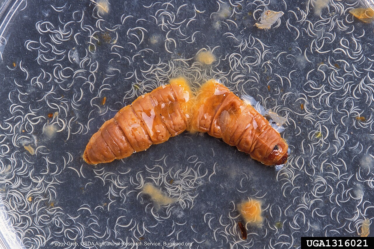 Nematode entomopatogeno Heterorhabditis bacteriophora, misura biologica contro le larve nel suolo