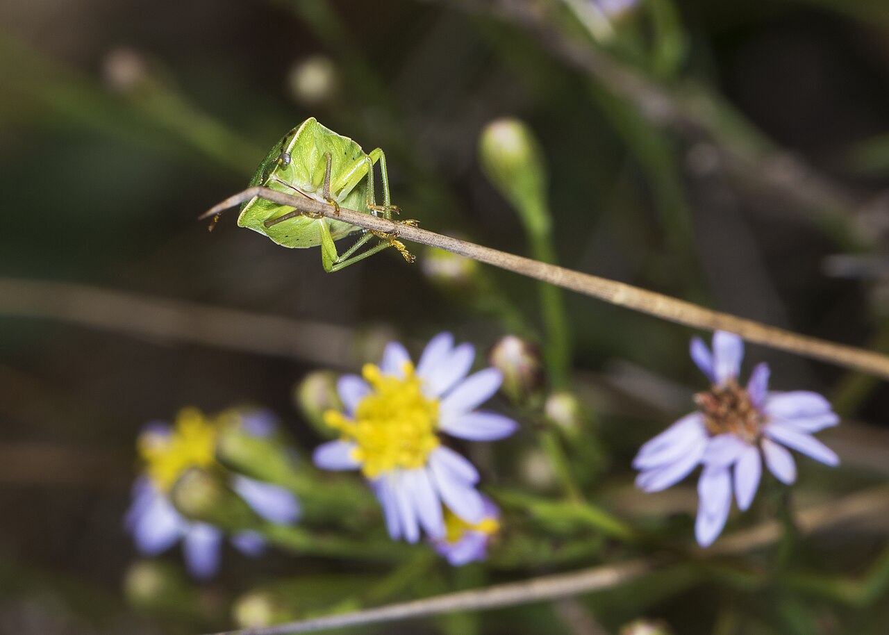 Pentatomide verde dei ortaggi (Nezara viridula), comune parassita dei frutti