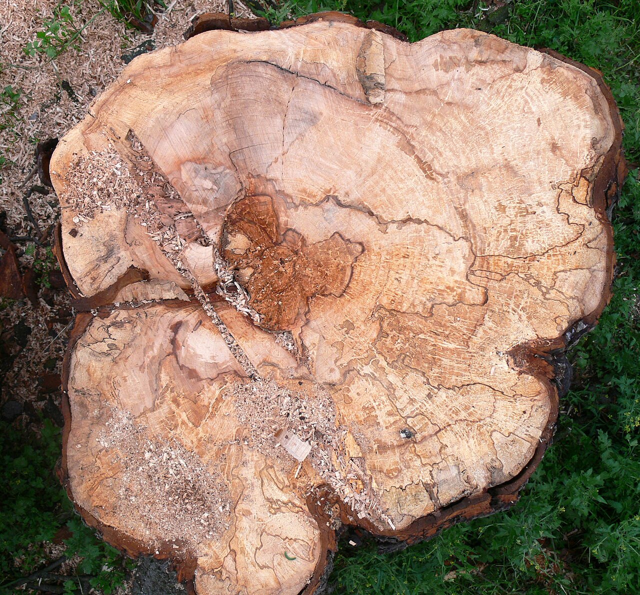Albero di castagno selvatico morto a causa del batterio Pseudomonas syringae — simile avvizzimento è causato da pseudomonadi sul nocciolo