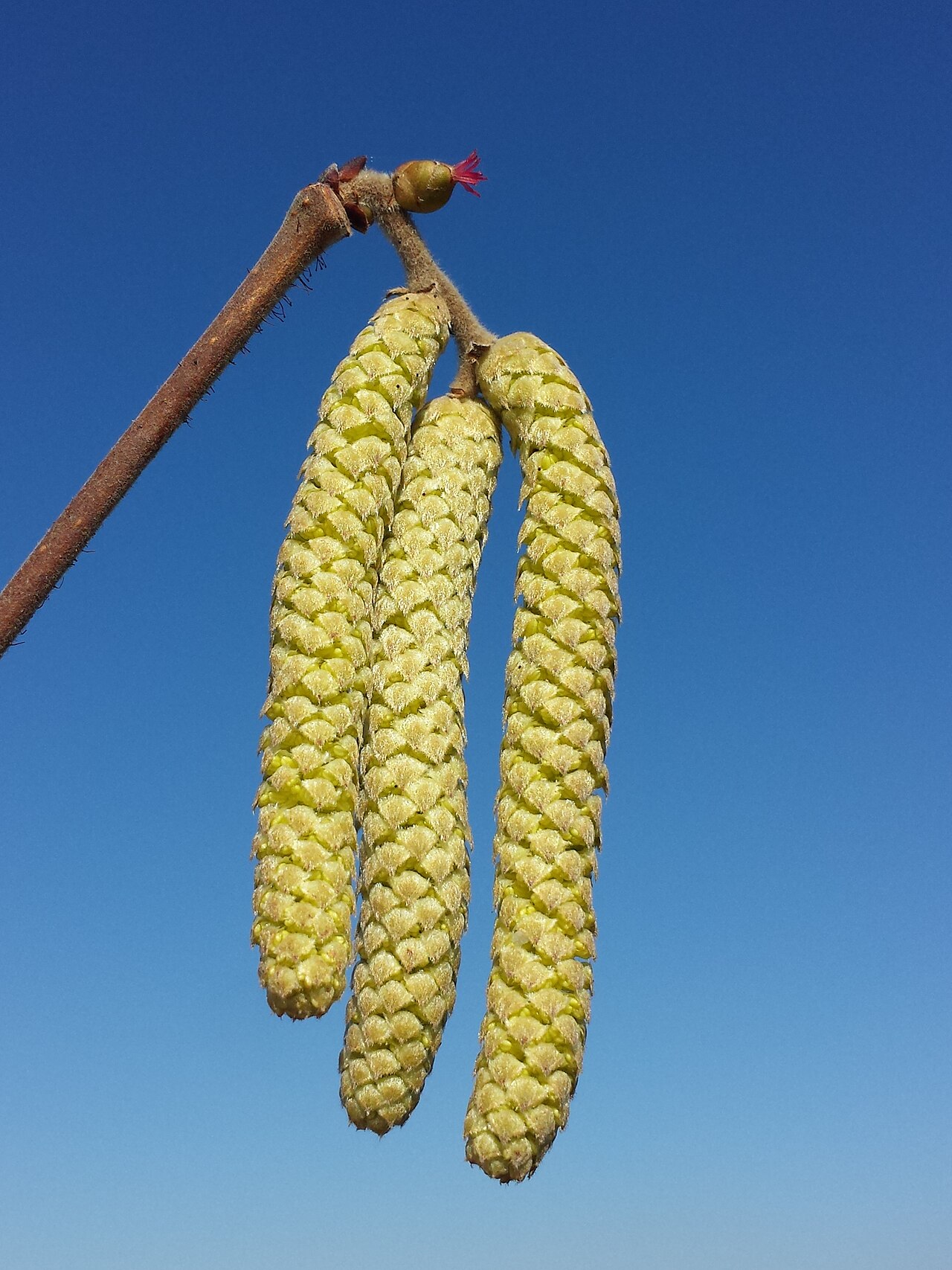 Nocciolo europeo (Corylus avellana), ospite principale sensibile all'EFB