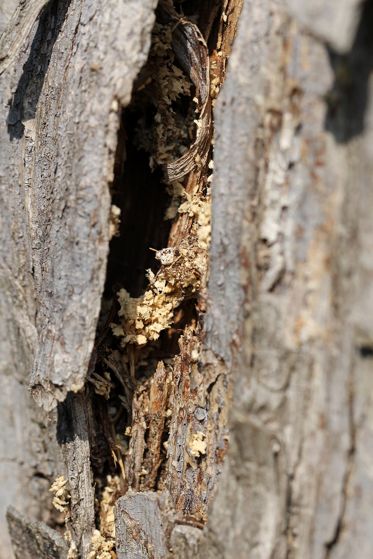 Malattia da cancro su ramo di albero