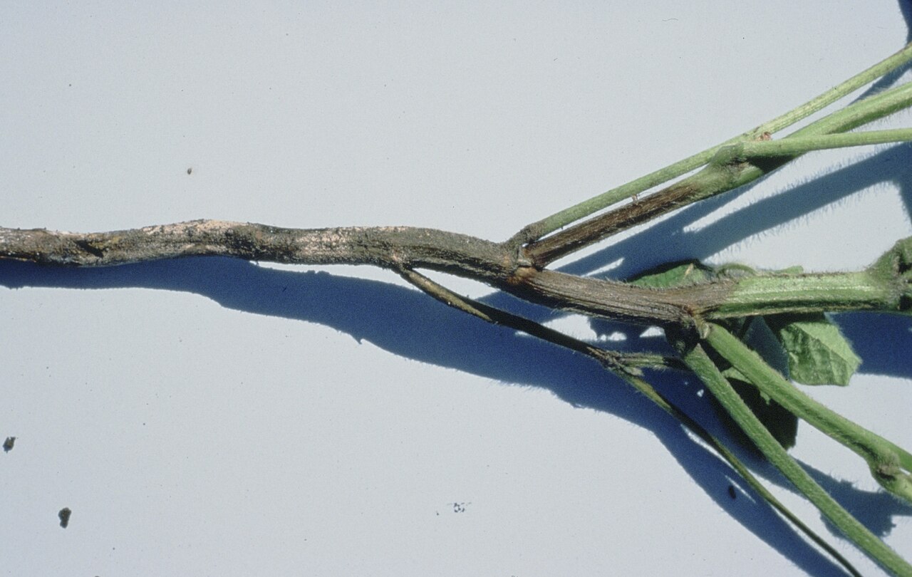 Marcescenza radicale causata da specie di Phytophthora con necrosi dei tessuti