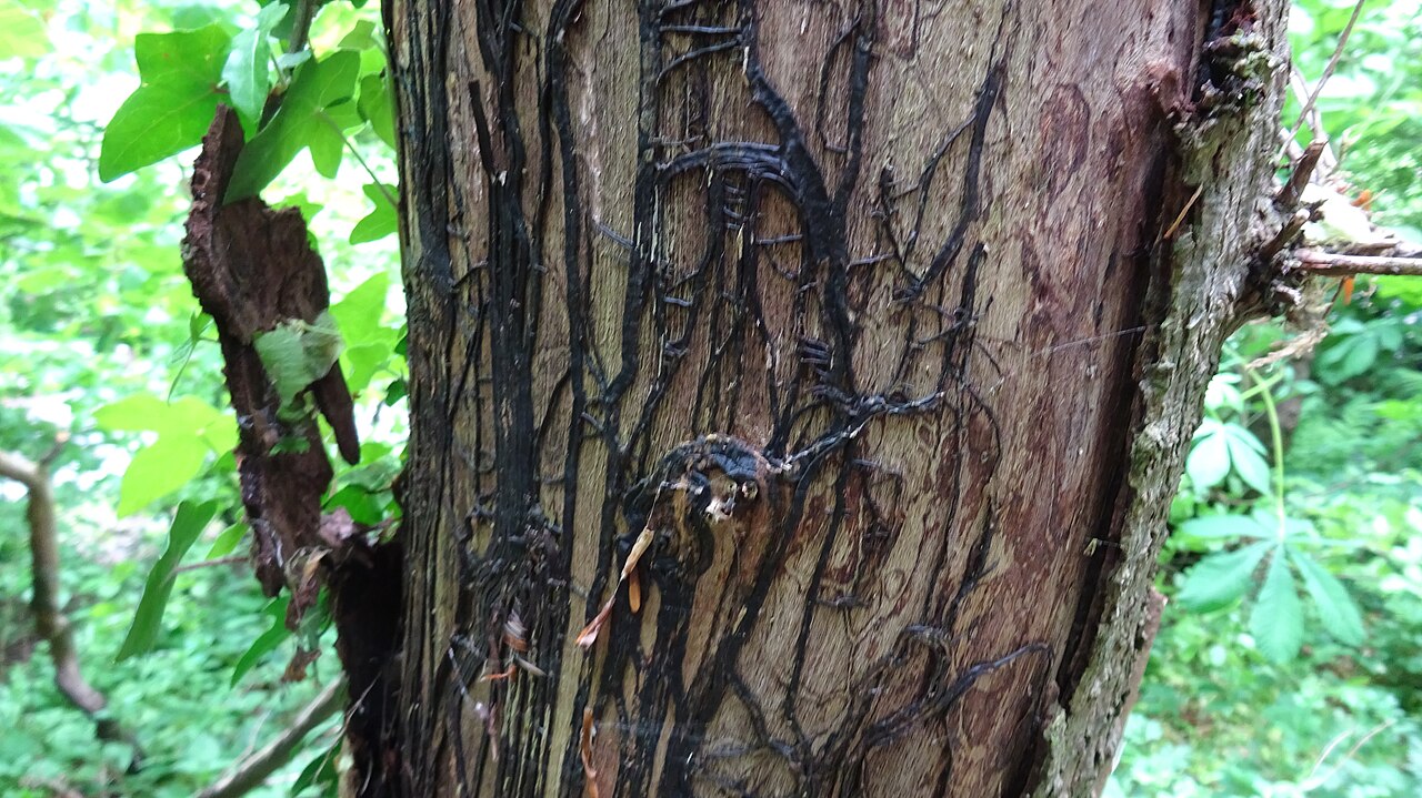 Rizomorfe scure (strisce simili a radici) del fungo Armillaria mellea