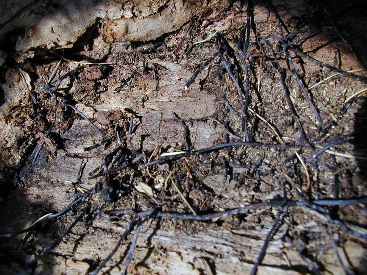 Rizomorfe di Armillaria su radici esposte di un albero malato