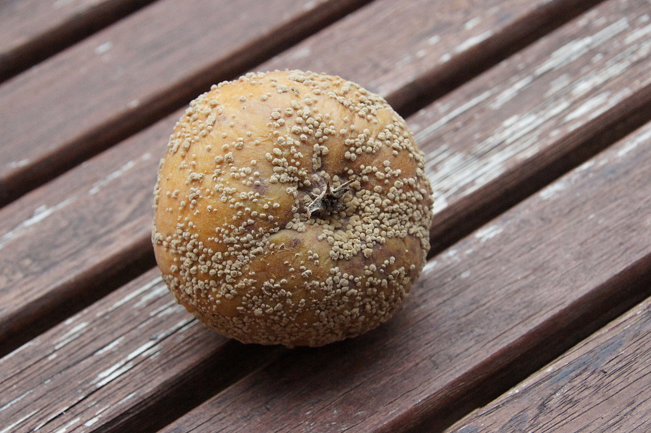 Marciume marrone causato dal fungo Monilinia fructigena con tipici cuscinetti sporiferi giallastri disposti in cerchi concentrici (rappresentato su una mela)