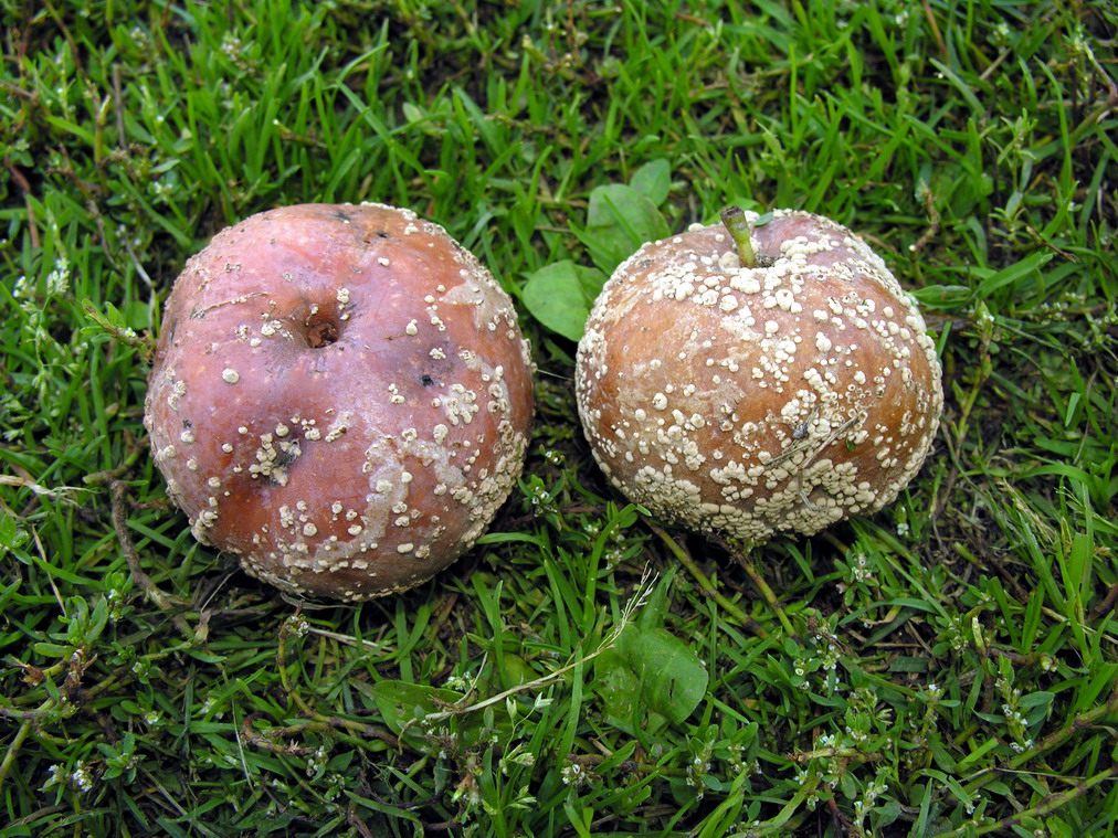 Frutti infettati da monilia (Monilia / Monilinia fructigena) con marciume marrone e sporodochi disposti concentricamente (rappresentato su mele)