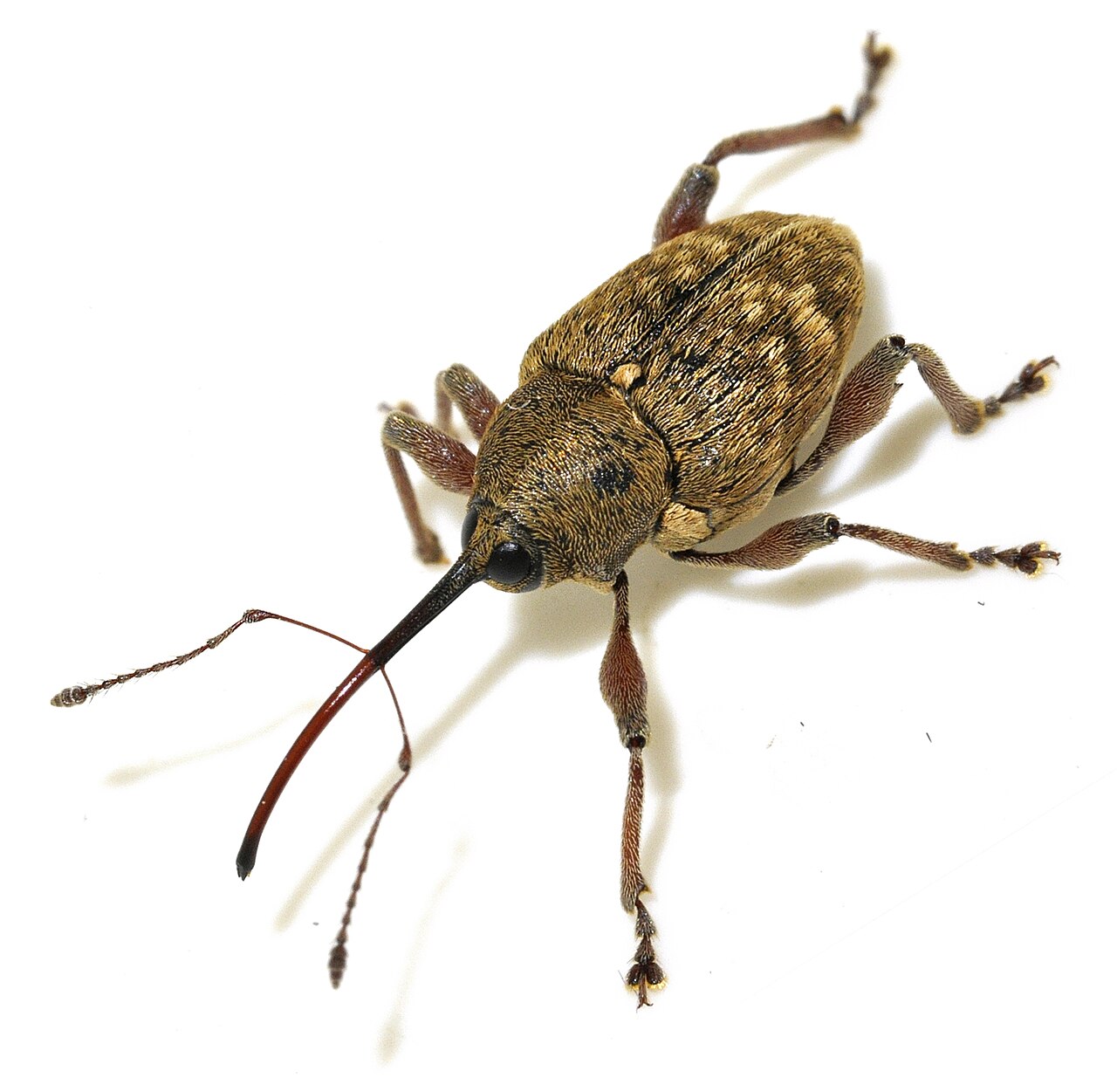 Curculionide del nocciolo (Curculio nucum), rostro le cui punture nel frutto aprono le porte di ingresso ai funghi del marciume