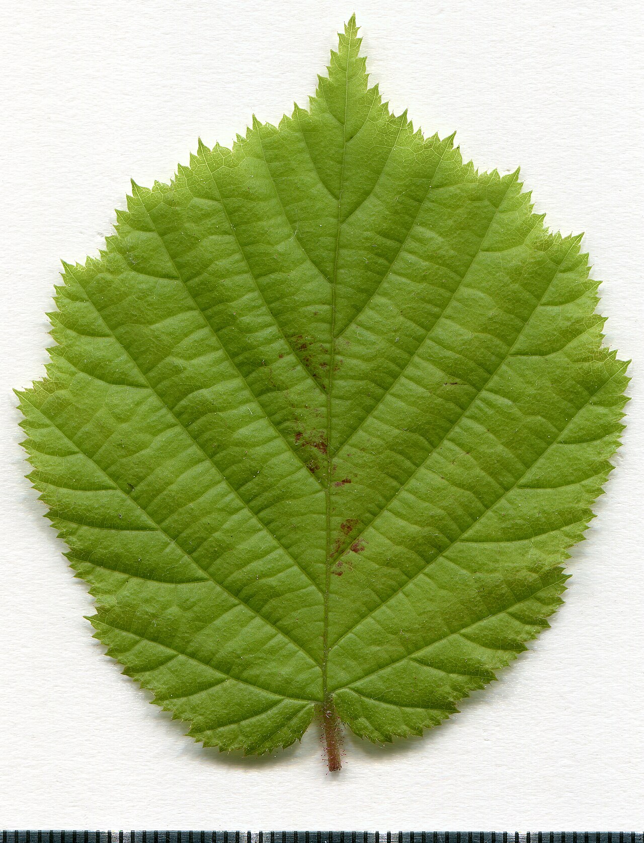 Foglia di nocciola (Corylus avellana) — esemplare erbario