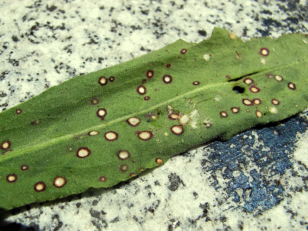 Macchie fogliari fungine circolari con zona ad anelli (illustrativo, su foglia di acetosella Rumex sp.)