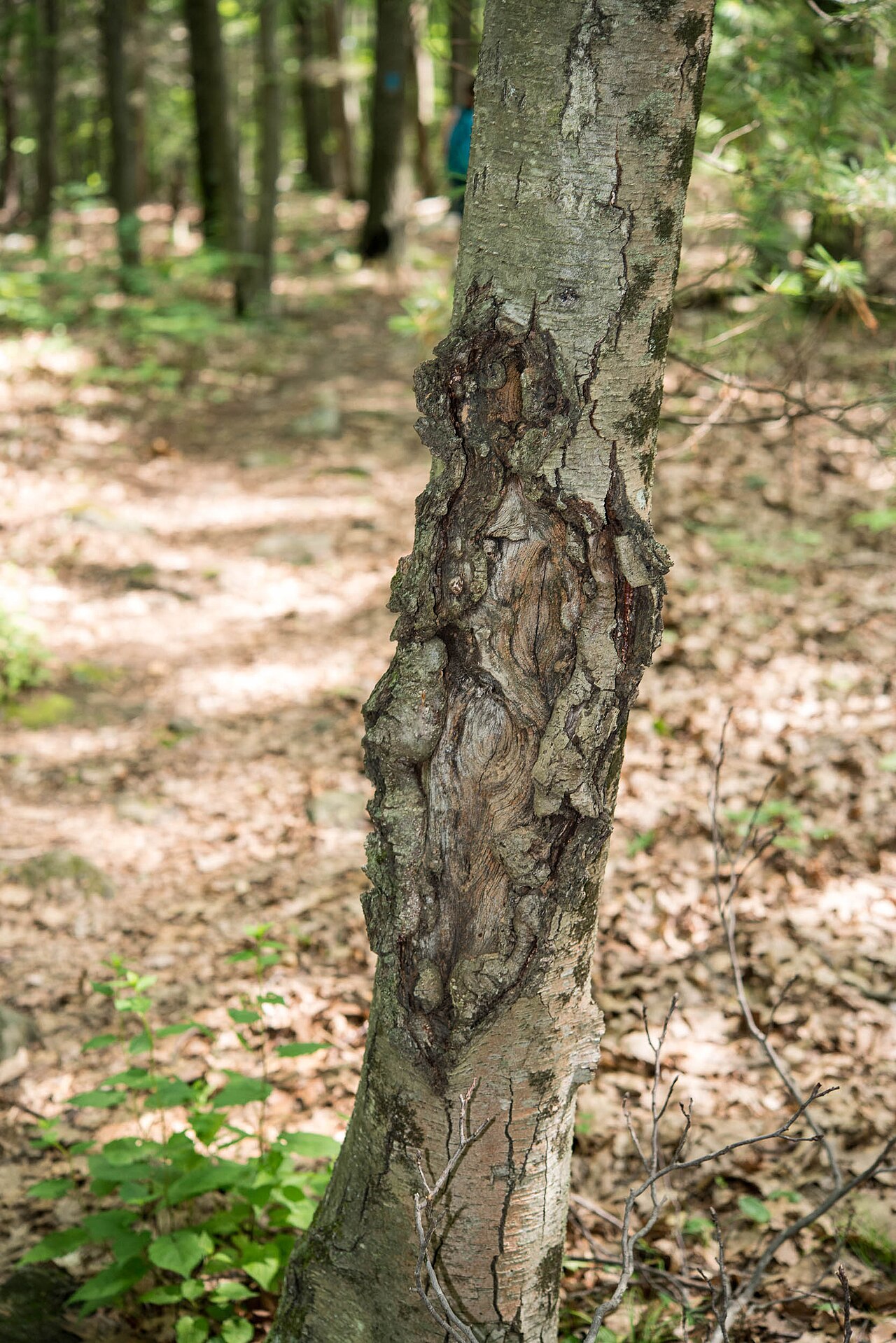 Lesione cancrenosa sulla corteccia causata da Neonectria (Nectria) galligena - lesione depressa con crepe concentriche