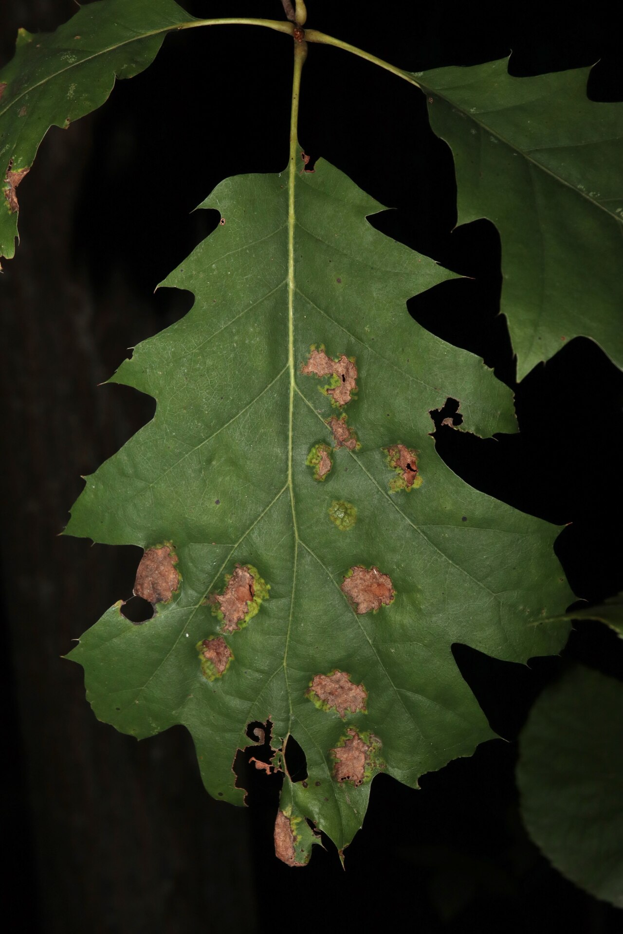 Bolshe bollose sulle foglie di quercia (maculatura bollosa della quercia) causate da un fungo correlato del genere Taphrina - il tessuto cresce più velocemente della parte sana circostante della foglia