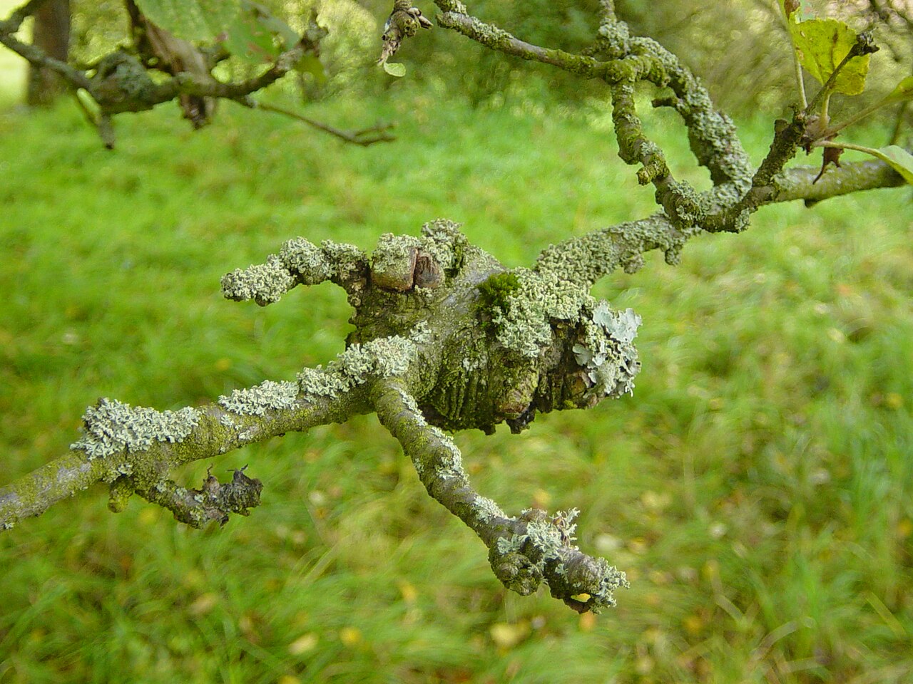 Lesione cancrenosa sul tronco dell'albero - aspetto tipico del cancro fungino della corteccia che indebolisce e rompe i rami