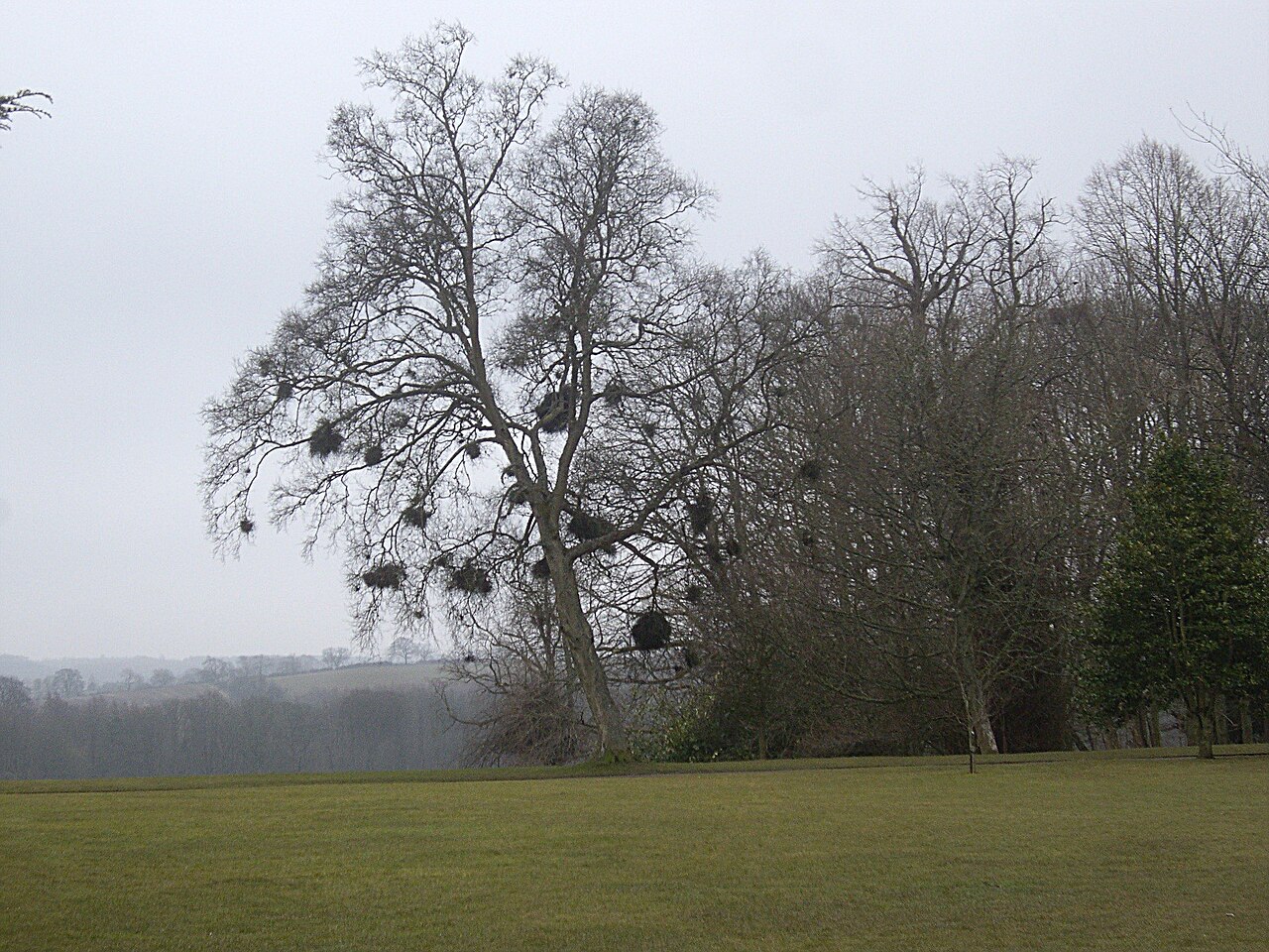 Scopa di strega su un albero — accumulo di germogli sottili, sintomo tipico di infezione da fitoplasmate