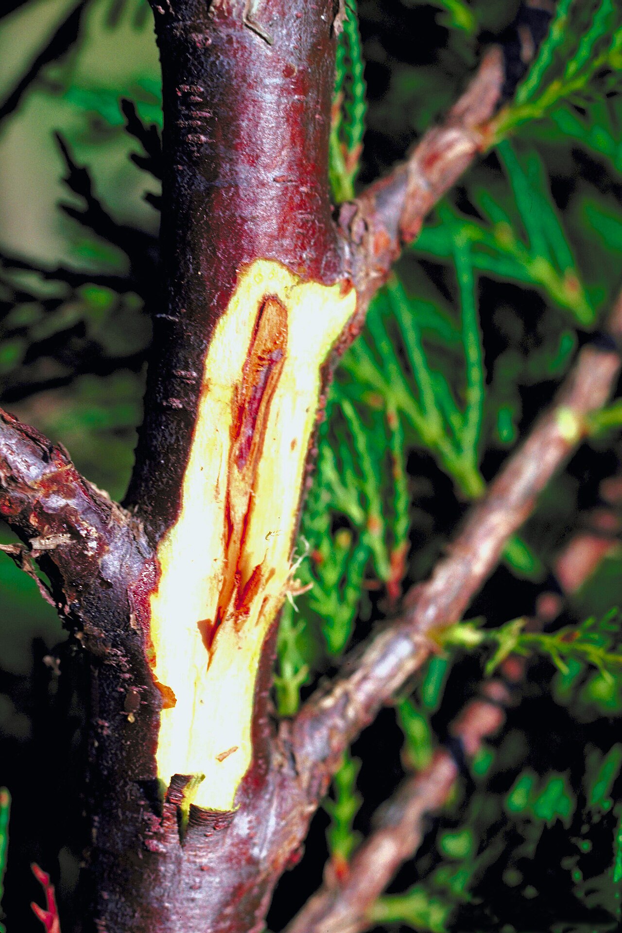 Botryosphaeria dothidea — fungo della famiglia Botryosphaeriaceae che causa lesioni ellittiche ed essiccamento dei germogli