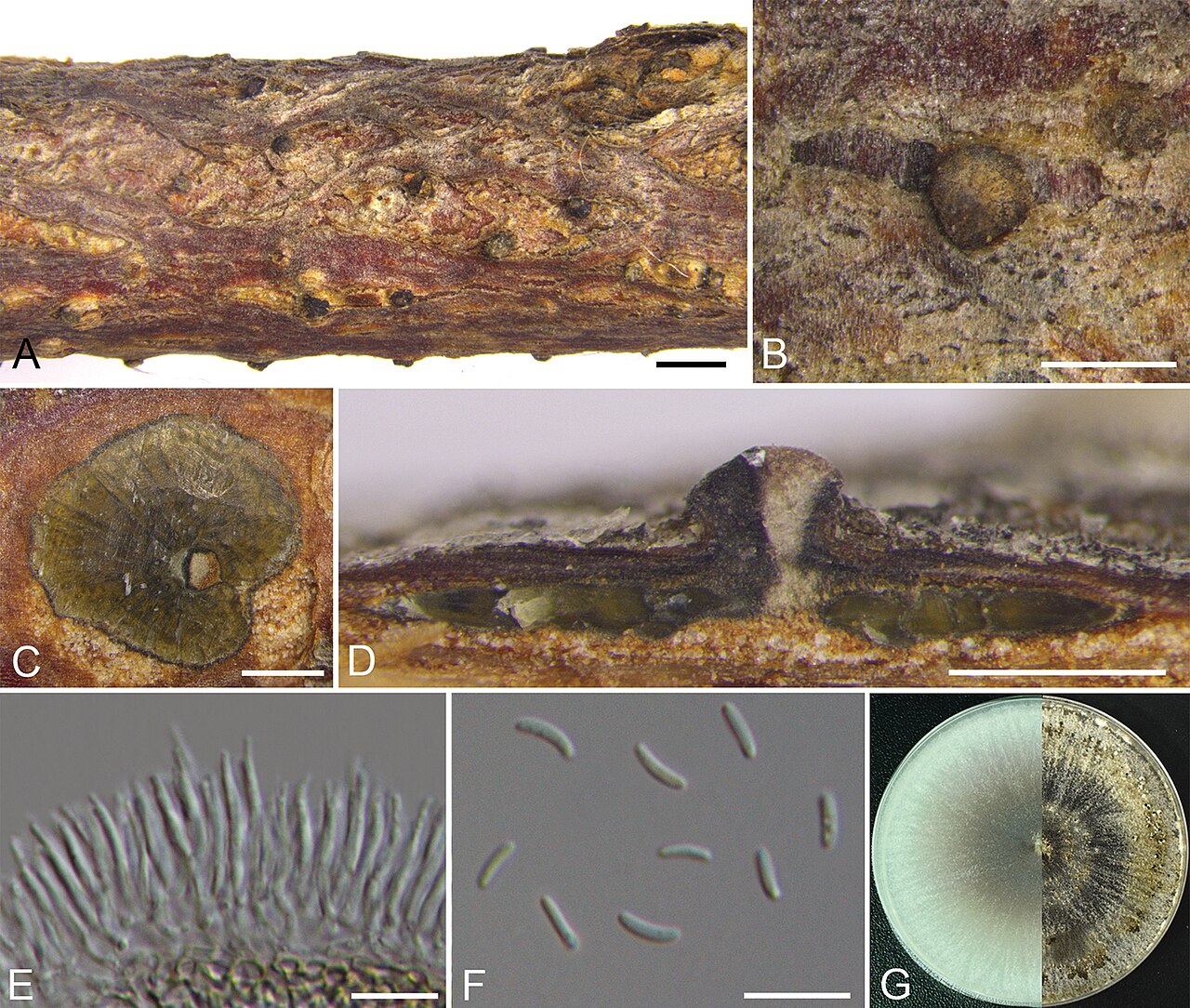 Cytospora coryli — fungo del genere Cytospora associato a cancro e rottura dei rami del nocciolo