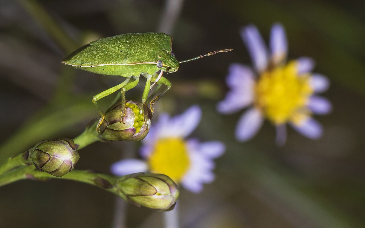 Cimice verde (da orto) (Nezara viridula), cimice fitofaga associata alla macchia della nocciola di nocciola