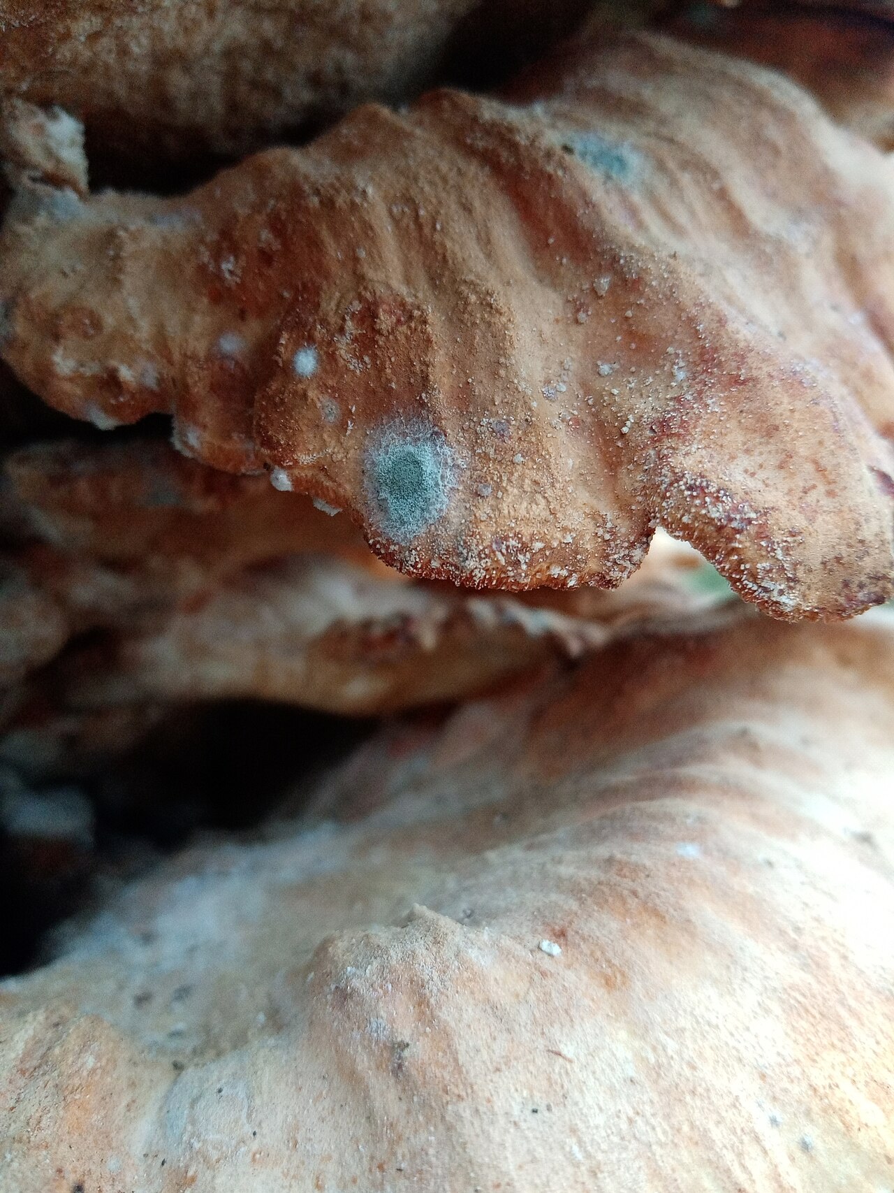 Nocciola ammuffita in stoccaggio