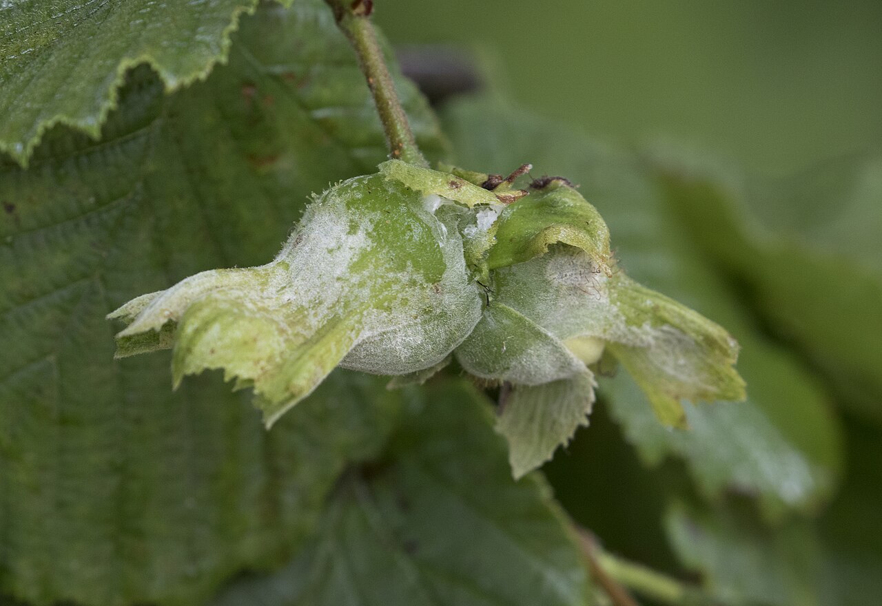 Nocciole con crescita fungina bianca