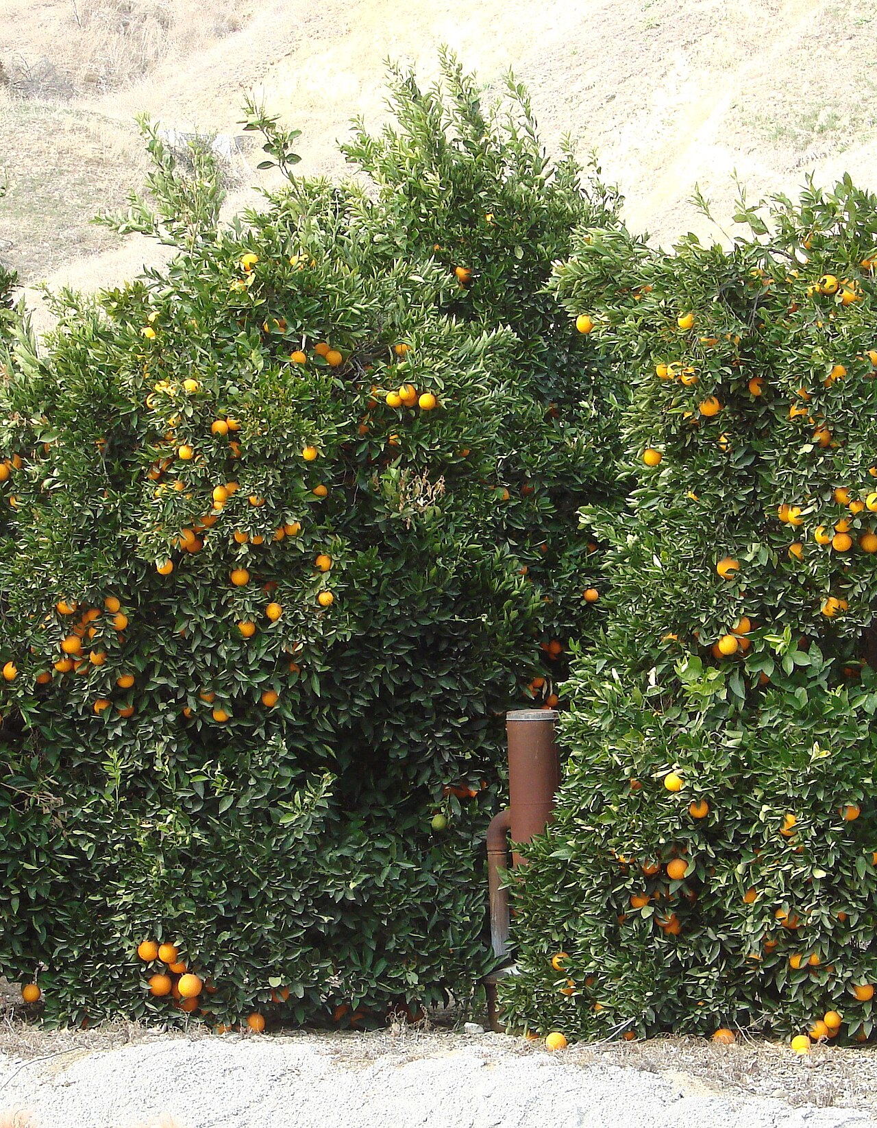 Arance e riscaldatore (smudge pot) nel frutteto