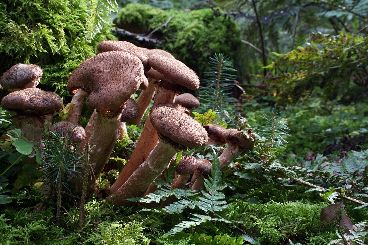 Armillaria mellea, agente eziologico del marciume radicale e dell'essiccamento dell'albero di nocciola