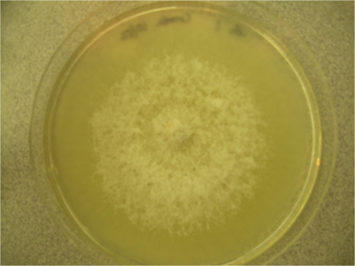 Colonia di fungo Verticillium coltivata su terreno di coltura; l'isolamento su agar è il metodo di conferma di laboratorio dell'agente eziologico