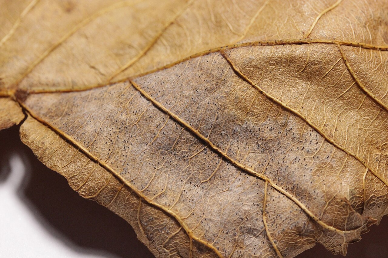 dettaglio di una foglia di nocciolo malata