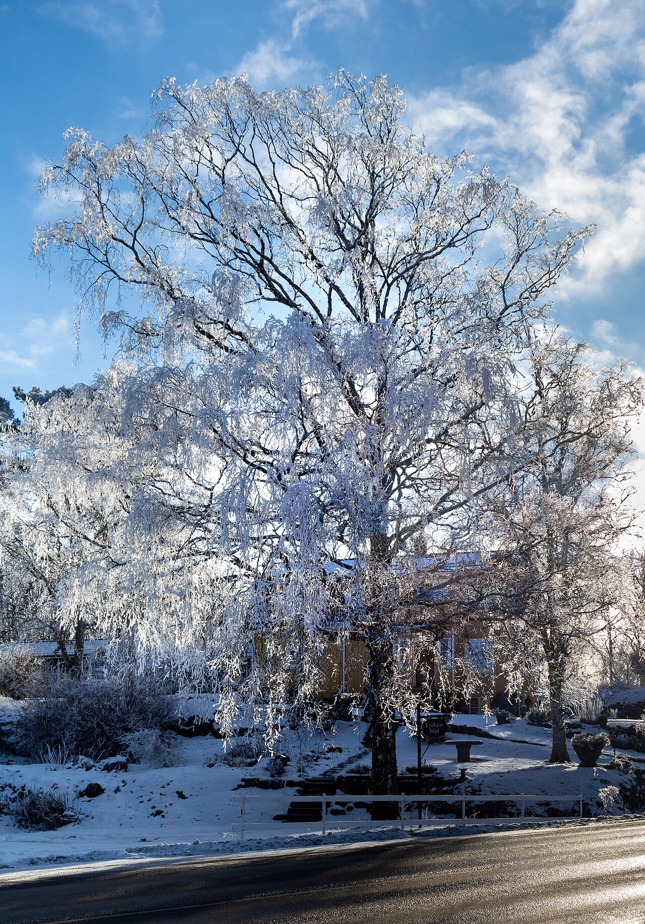 Albero di betulla coperto di ghiaccio e brina dopo una gelata (rappresentazione illustrativa del gelo)